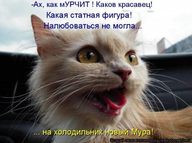 Свежая котоматрица (35 фото)