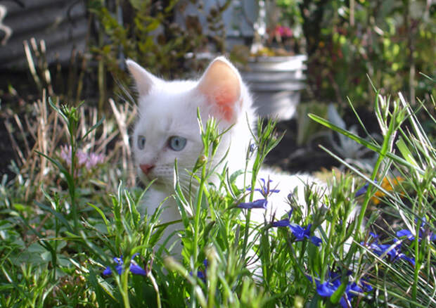 Котенок в траве