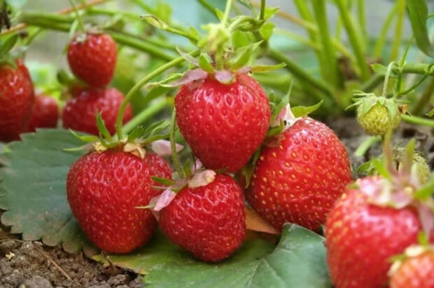 Врач Грек раскрыла, безопасно ли есть раннюю клубнику