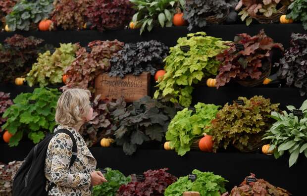 Цветочная выставка садов и цветов Chelsea Flower Show 2021
