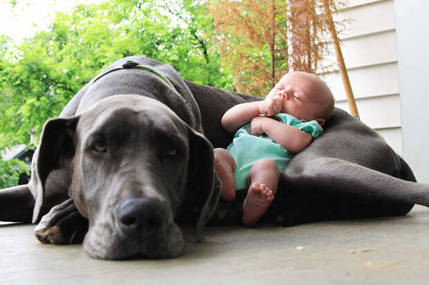 dogs-and-babies-3