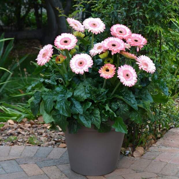 Гербера (Gerbera) Гербера (Gerbera)