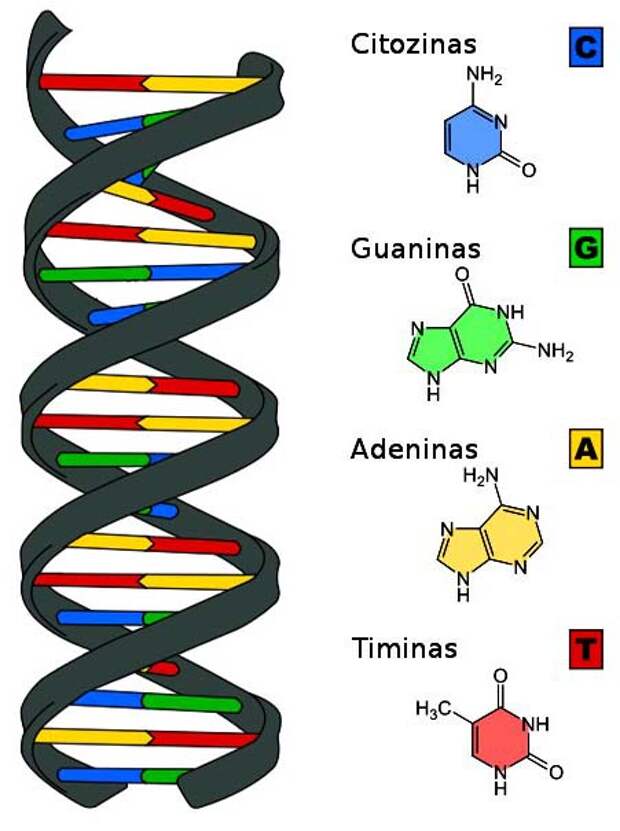 Структуру днк расшифровали. Атгц нуклеотиды. ДНК. ДНК расшифровка. Нуклеотиды ДНК.