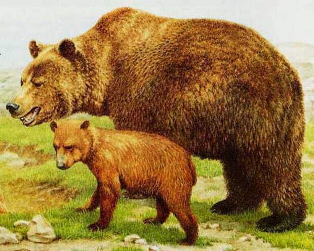 Бурый атласский медведь: описание и особенности