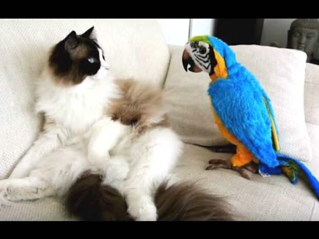 Невероятно смелые попугайчики раздражают кошек. Готовьтесь посмеяться!