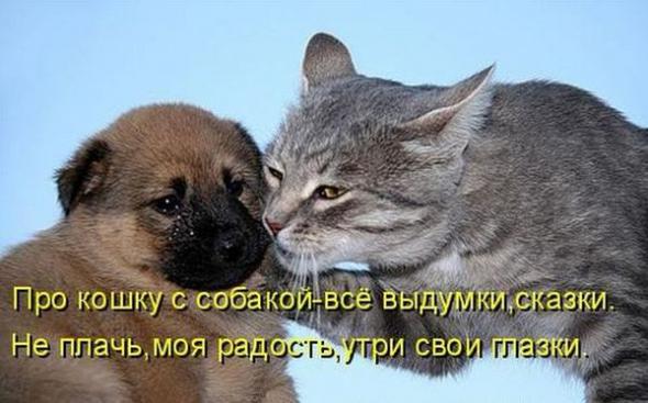 Лучшие котоматрицы от 13.08.11