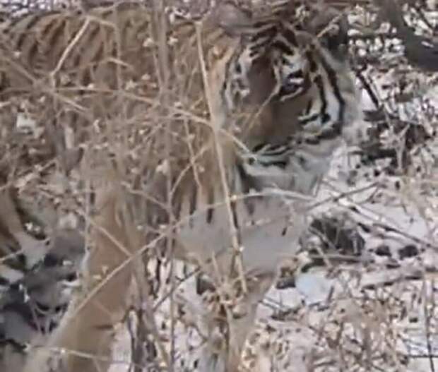 Тигр вышел к людям во Владивостоке