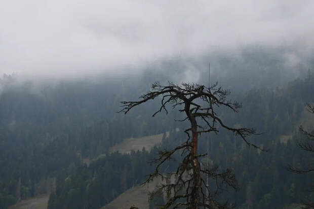 "Лиза Алерт": пропавшие под Красноярском Усольцевы были в критической ситуации