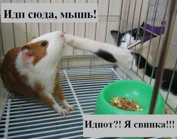 Мысли вслух :)