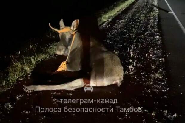 В Знаменском округе водитель "Лады" сбил лося