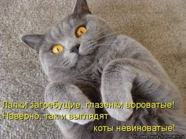 Свежая котоматрица для всех (33 фото)