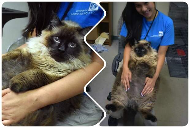 Удивительное возвращение к нормальной жизни котика, страдающего ожирением