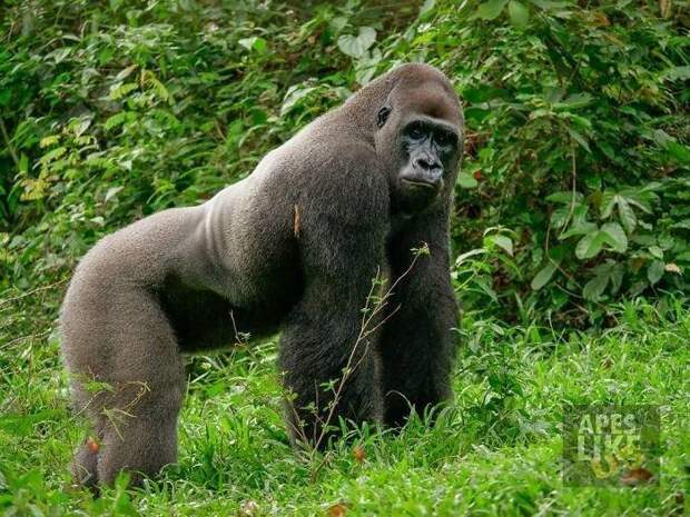 Бобо спасла британская некоммерческая организацией Ape Action Africa в 1996 году Бобо спасла британская некоммерческая организацией Ape Action Africa в 1996 году галаго, горилла, дружба, животные, заповедник, примат, фото