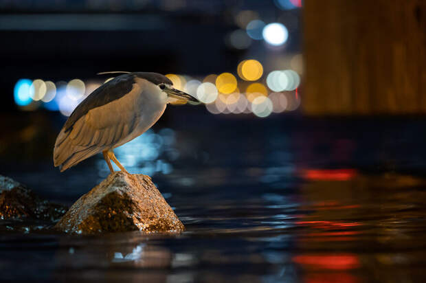 Финалисты фотоконкурса Bird Photographer Of The Year 2021