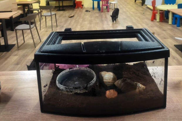 Россельхознадзор выявил нарушения в работе минипиг-кафе в Ярославле