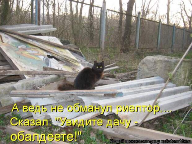 Лучшие котоматрицы недели (50 фото)