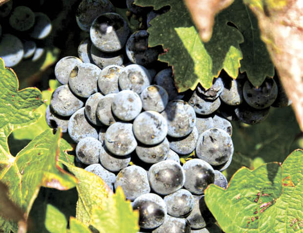 Зимний сюрприз: какие фрукты и овощи подешевели в Крыму