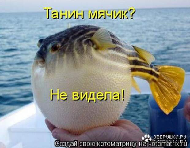 Котоматрицы(картинки с надписями)