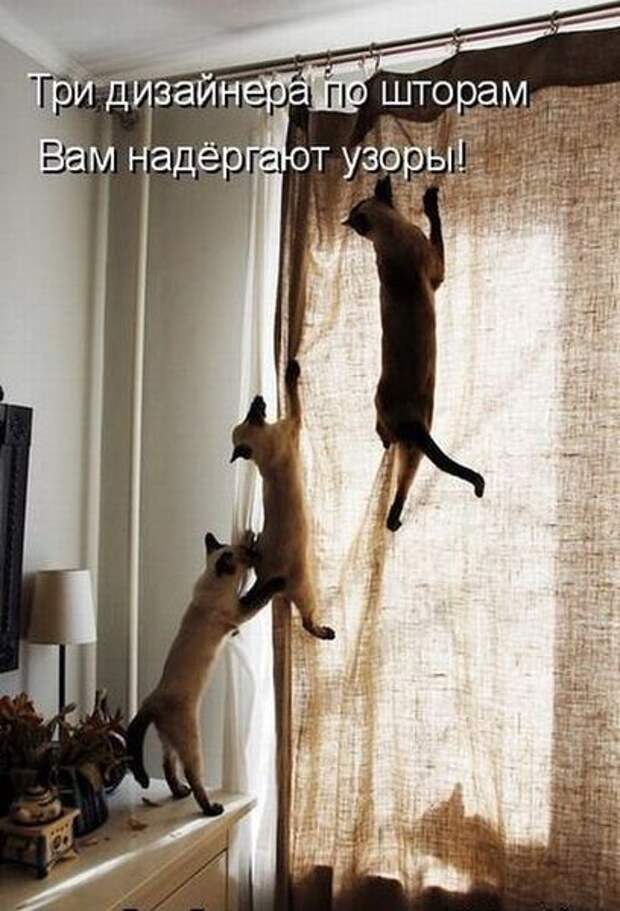 Лучшие котоматрицы от 13.08.11