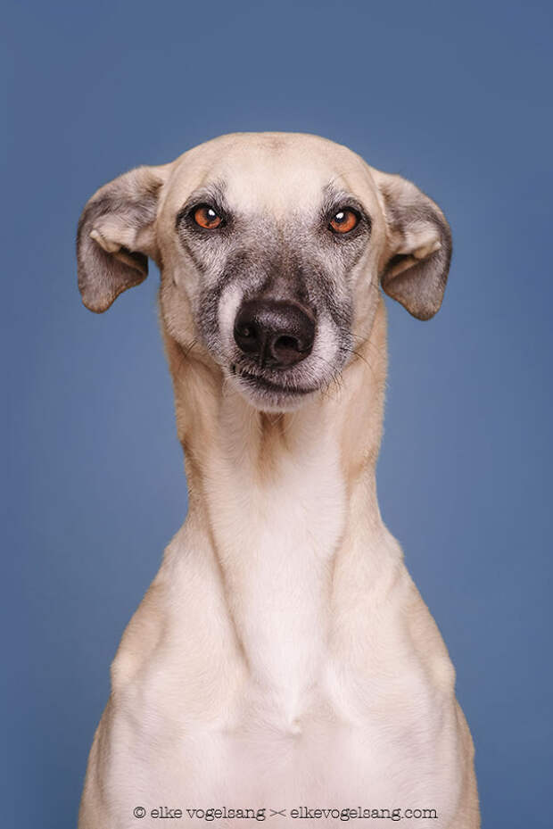 dogs-questioning-the-photographers-sanity-8__605