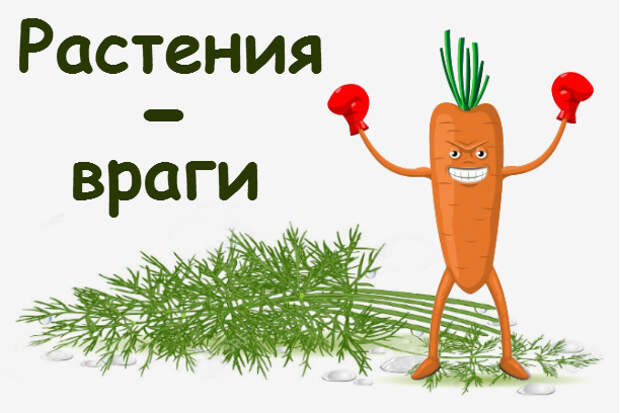 Какие растения нельзя сажать друг с другом? 