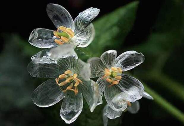 Стекляный цветок (Двулистник Грея) растения, факты, цветы
