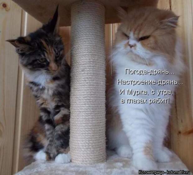 Котоматрицы(картинки с надписями)