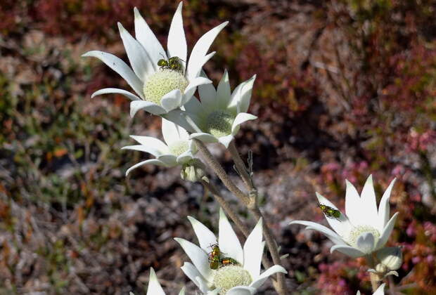 Популярные цветы