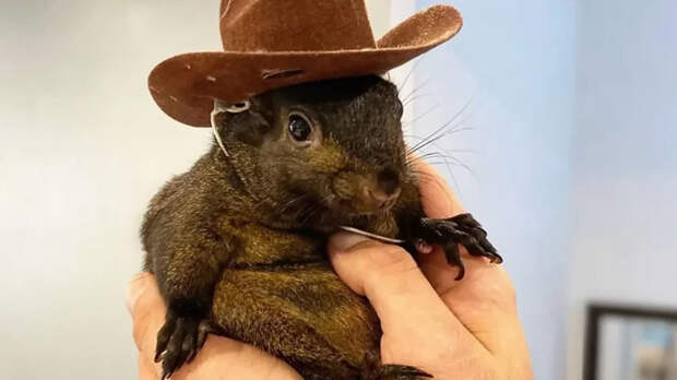 NYT: хронология решения по усыплению белки Пинат противоречит словам чиновников