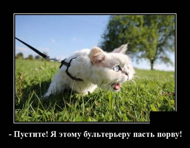 Демотиваторы (30 фото)