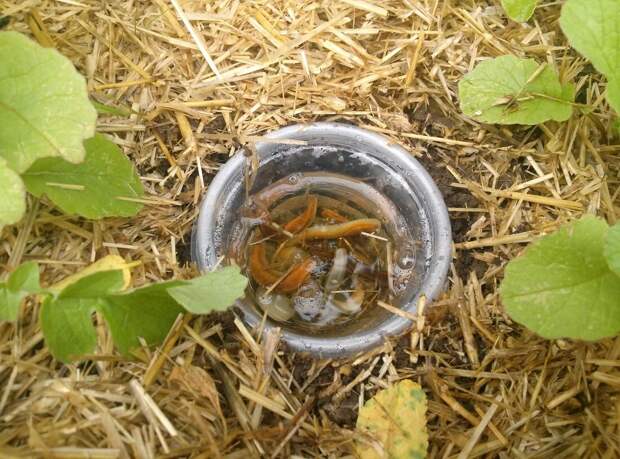 Несколько вариантов борьбы со слизнями на вашем дачном участке