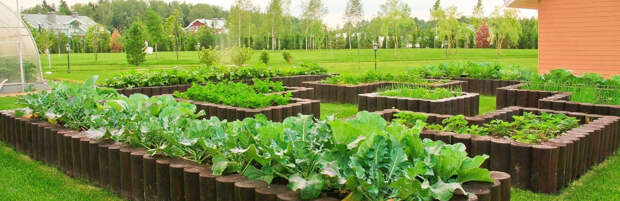 Карантин будет снят в ряде садоводческих обществ Алматинской области