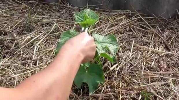 Формирование огуречной лианы начинают когда росток образует 4-5 настоящих листьев