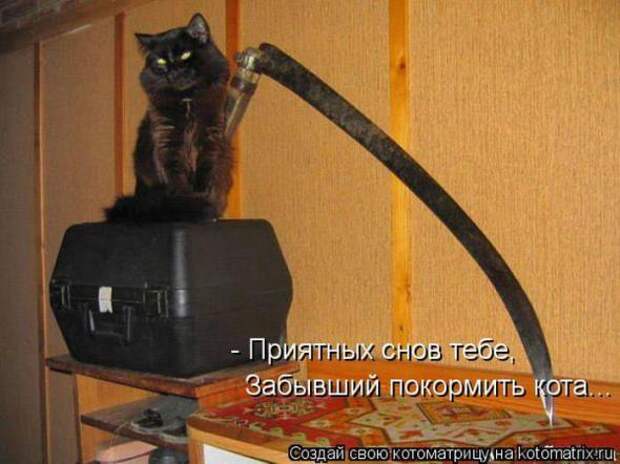 Котоматрицы(картинки с надписями)