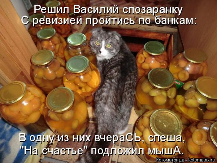 Лучшие котоматрицы недели (50 фото)