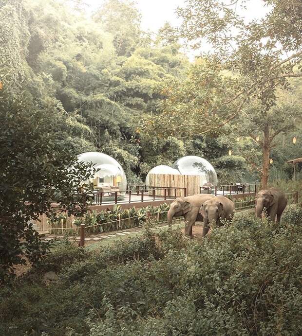 Роскошная тропическая зелень окружает курорт «Anantara Golden Triangle Elephant Camp & Resort», расположенный на территории 650 тыс. кв.м. (Таиланд). | Фото: styleinsider.com.ua.