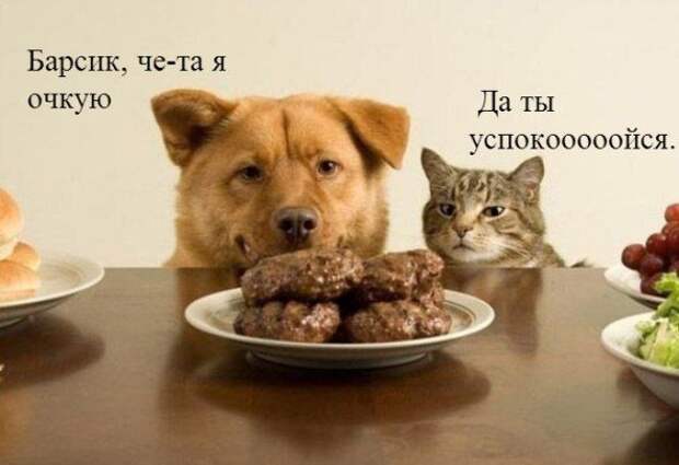 кот, прикол, юмор