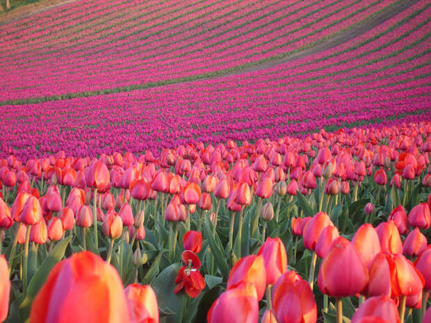 http://www.scenicreflections.com/files/pink_tulip_field_Wallpaper_bw0cn.jpg