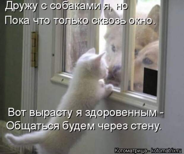 Новая котоматрица для всех (30 фото)