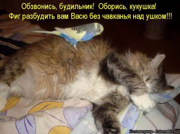 Свежая котоматрица (20 фото)