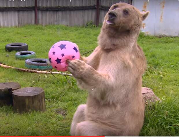 Интернет-звезда медведь Степан выполняет команды на испанском языке (видео)