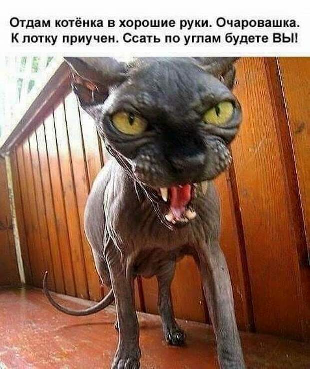 18 классных анекдотов и шуток в картинках, чтоб посмеяться от души