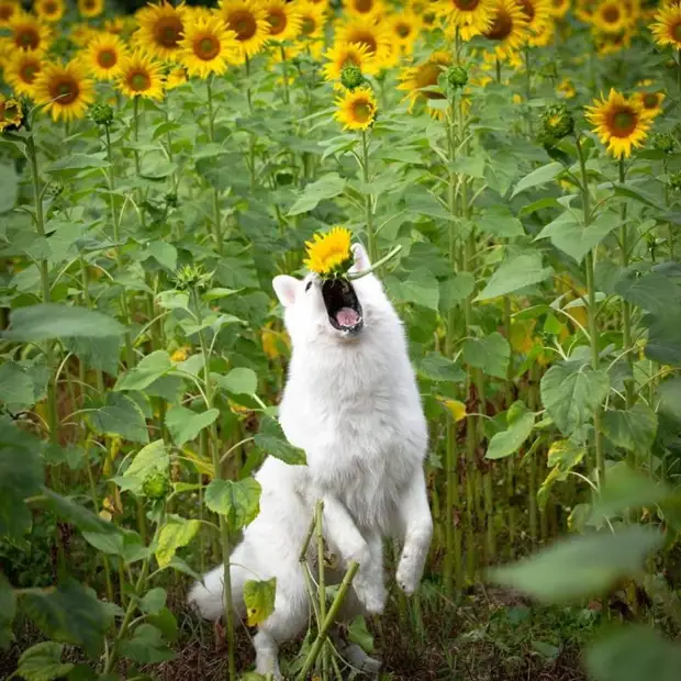 Собаки + цветы = безудержное веселье. Так думала хозяйка трёх собак, но всё пошло не по плану