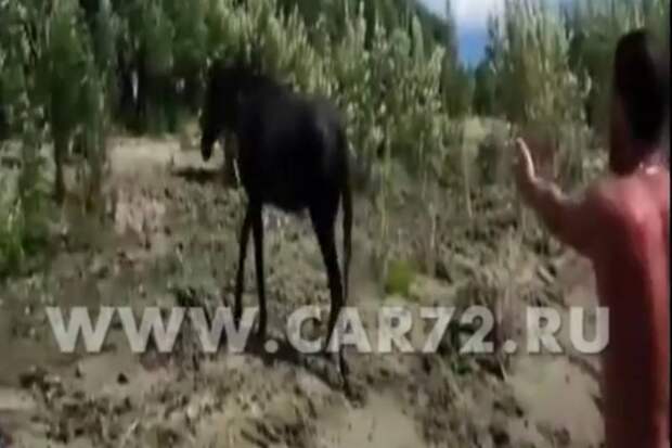 В Тюменской области рыбаки три часа откапывали упавшую и застрявшую в грязи лошадь