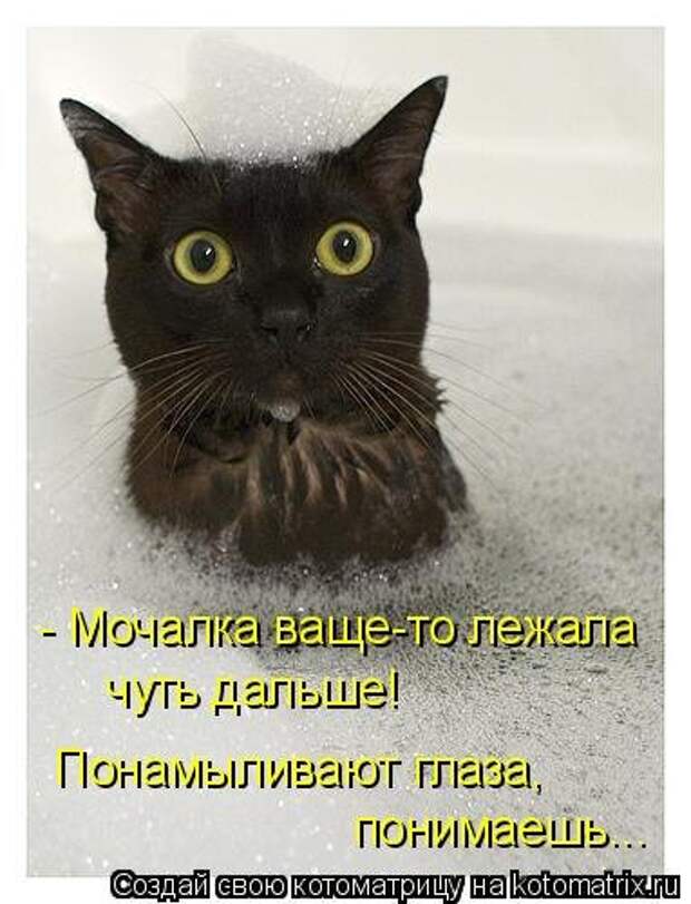 Лучшая котоматрица недели