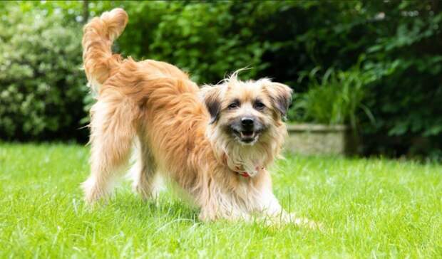 Cобаки виляют хвостом вправо при виде симпатичных им людей, показало исследование