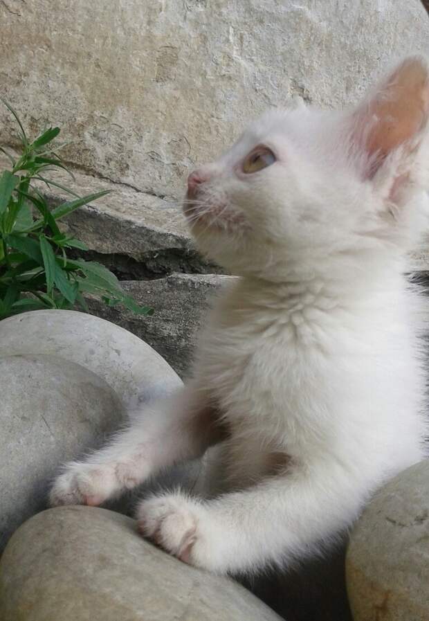 котенок