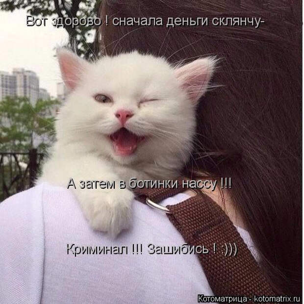 kotomatritsa_Qk (604x604, 251Kb)