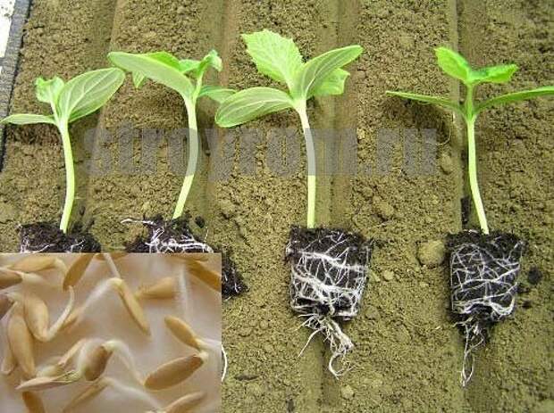 Огурцы: сильнее корни - больше урожай!