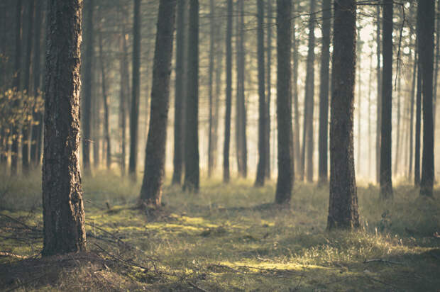 Совет Федерации может внести изменения в «Лесной кодекс»